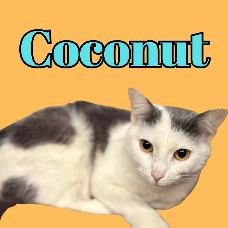 Coconut