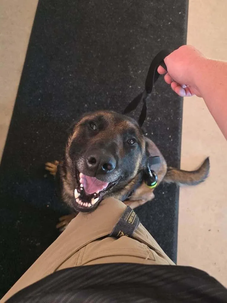 A young large-sized male Tricolor (Brown, Black, & White) Belgian Shepherd / Malinois dog named King located in MI for adoption in Imlay City, MI