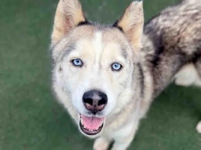 An adult medium-sized female Siberian Husky dog named Becky for adoption in Bonita, CA