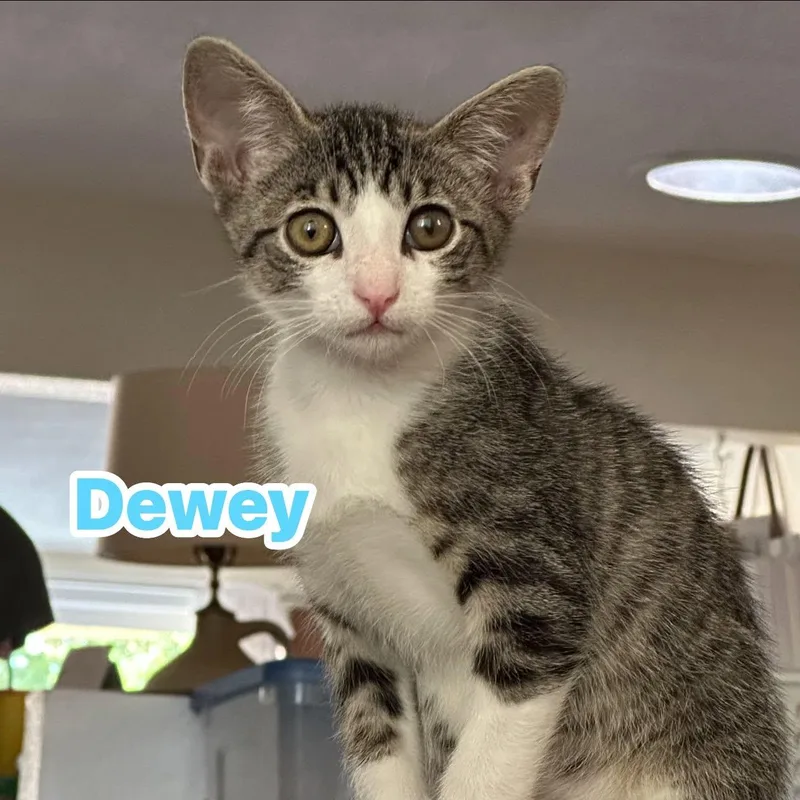 A baby medium-sized male Tabby (Brown / Chocolate) Domestic Short Hair cat named Dewey for adoption in Queen Creek, AZ