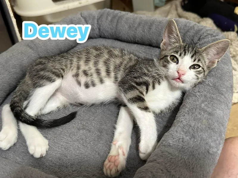 Dewey thumbnail 2
