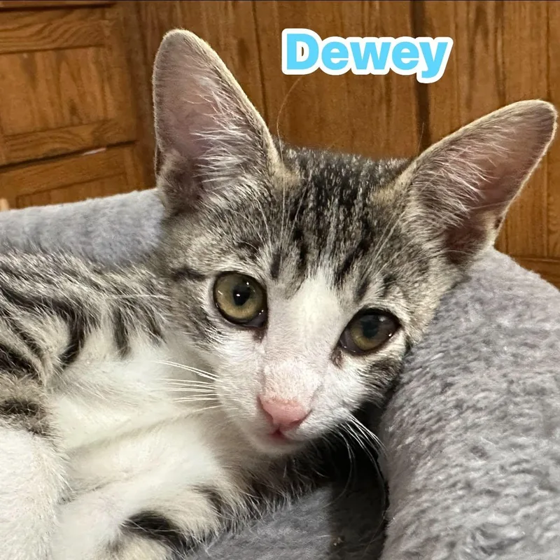 Dewey thumbnail 3