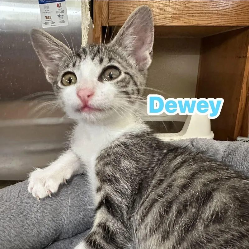 Dewey thumbnail 4