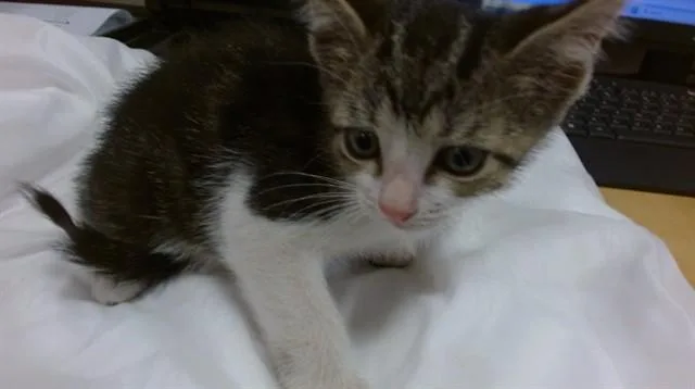 A baby small-sized male Domestic Short Hair cat named Gadget for adoption in Miami, FL
