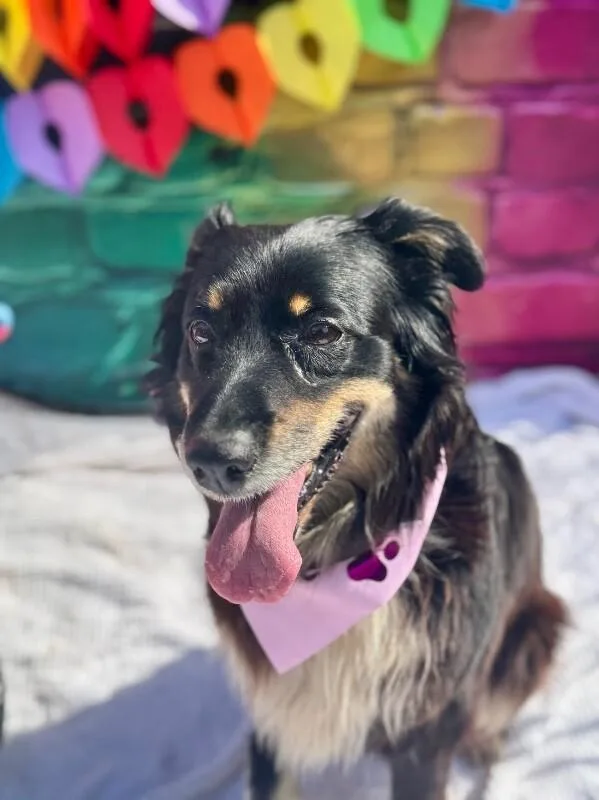 An adult medium-sized female Tricolor (Brown, Black, & White) Mixed Breed dog named Diggs for adoption in Cincinnati, OH