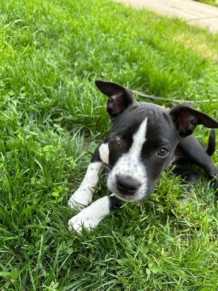 A baby medium-sized male Tricolor (Brown, Black, & White) Pit Bull Terrier dog named Denver for adoption in Alden, NY