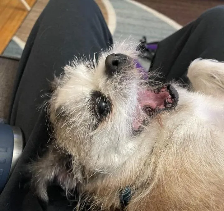 Bailey $ thumbnail 3