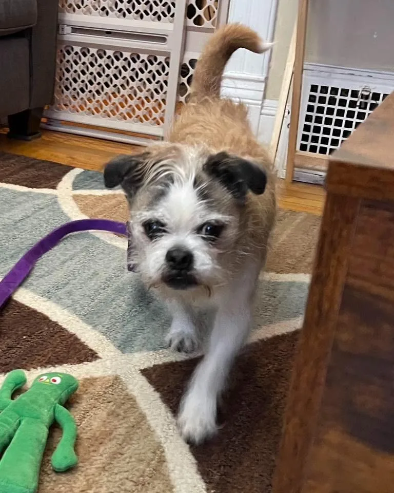 Bailey $ thumbnail 5