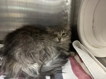 A young small-sized female Gray / Blue / Silver Domestic Long Hair cat named Helena for adoption in El Paso, TX