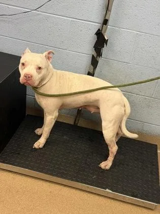 An adult large-sized female Mixed Breed dog named Nylabone for adoption in Chamblee, GA
