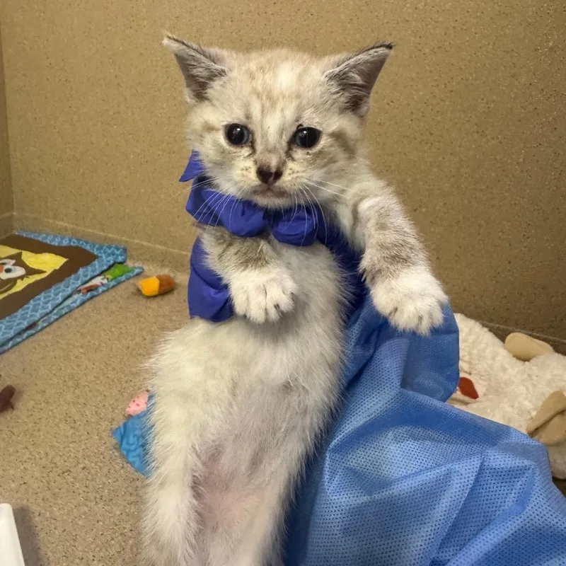 A baby small-sized female Gray / Blue / Silver Domestic Short Hair cat named Mousse for adoption in Pekin, IL