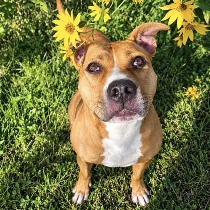 An adult medium-sized female Mixed Breed dog named Bear for adoption in Dubuque, IA