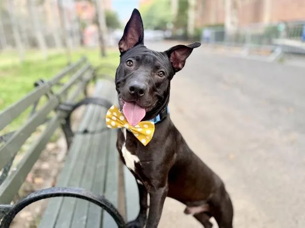 A young large-sized male Mixed Breed dog named Milo for adoption in New York, NY