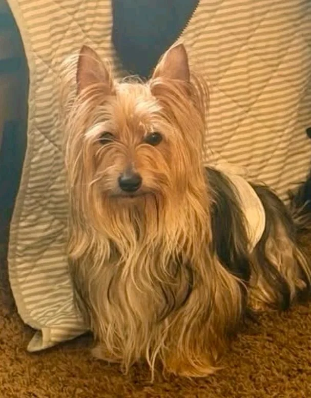 A young small-sized male Silky Terrier dog named Taco for adoption in Hamburg, NY