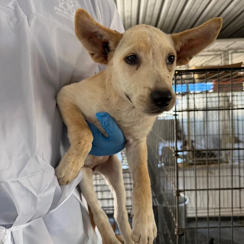 A baby small-sized female Yellow / Tan / Blond / Fawn Pit Bull Terrier dog named Igglybuff for adoption in Edinburg, TX
