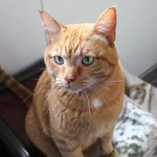 An adult medium-sized male Domestic Short Hair cat named Jack for adoption in Des Moines, IA