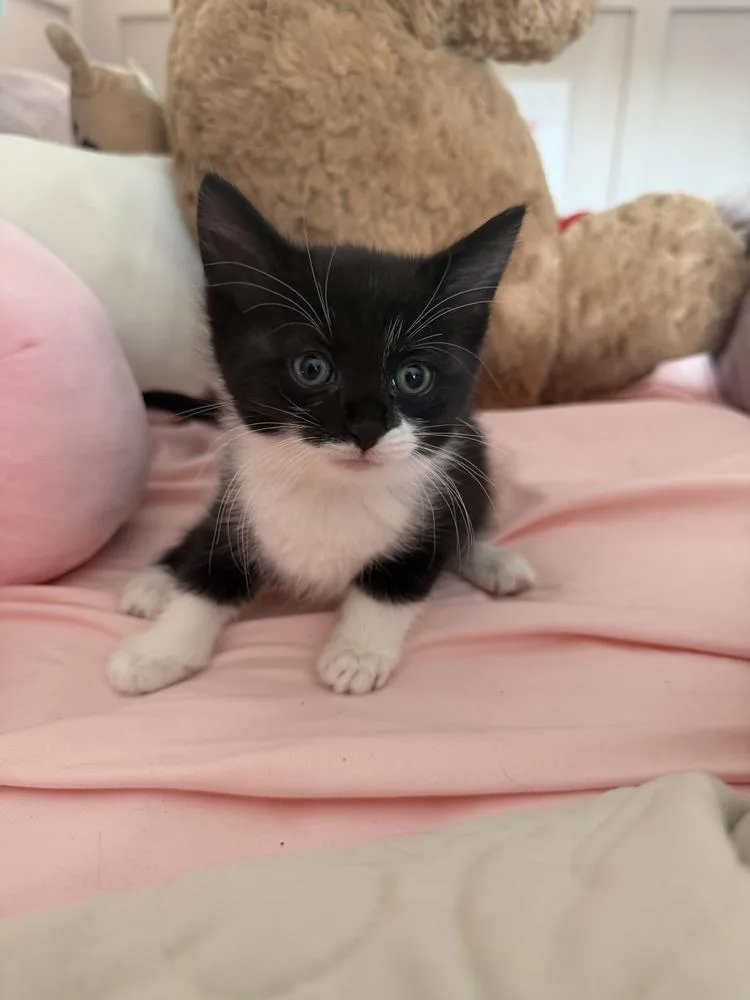 A baby medium-sized female Black & White / Tuxedo Domestic Short Hair cat named Bacon for adoption in Clinton Township, MI