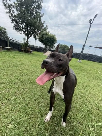 A young medium-sized male Mixed Breed dog named Cheese for adoption in Memphis, TN