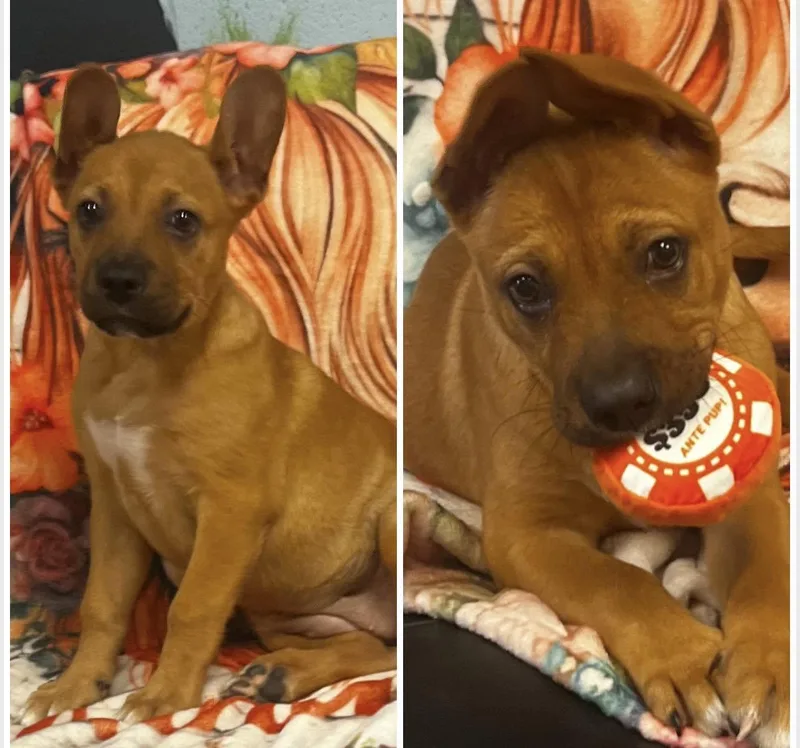A baby medium-sized female Jack Russell Terrier dog named Altima for adoption in Pryor, OK