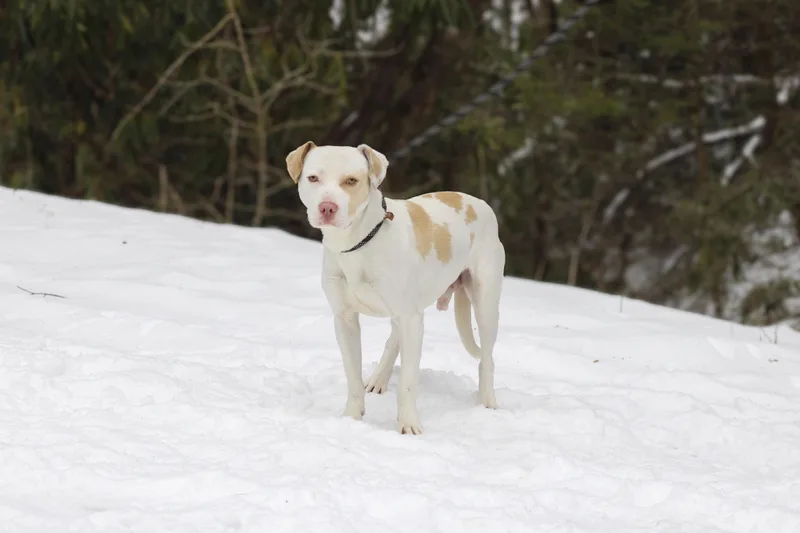 An adult medium-sized male White / Cream American Staffordshire Terrier dog named Adam for adoption in Mountain City, TN
