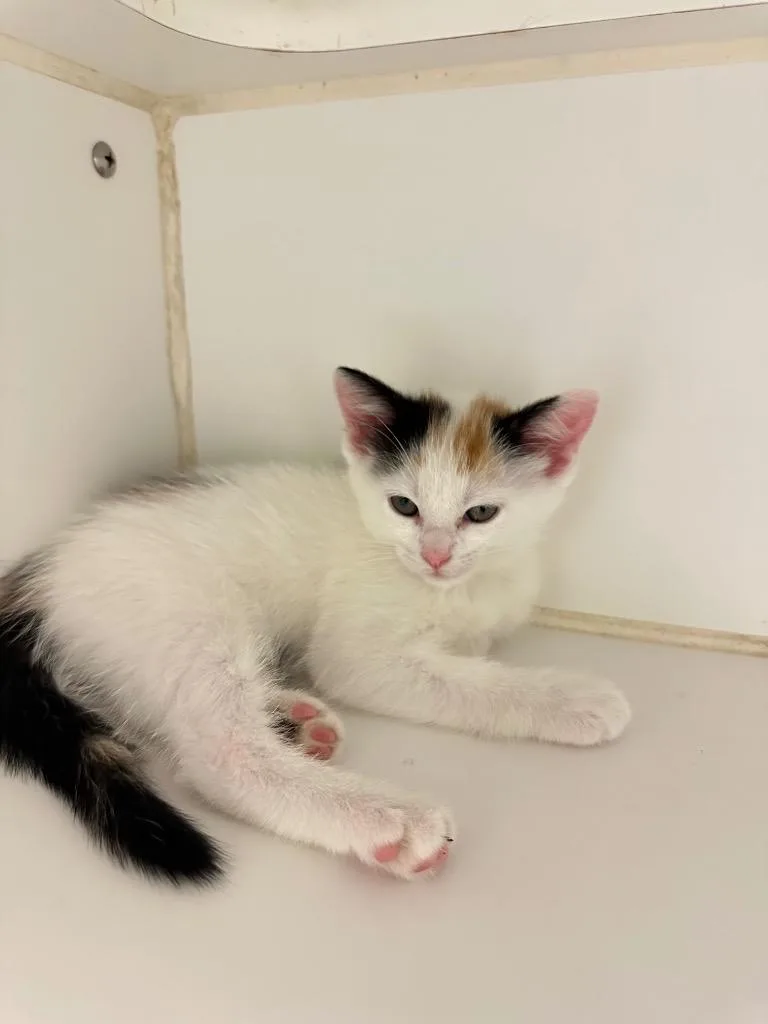 A baby medium-sized female Domestic Short Hair cat named Poppy for adoption in Johnson City, TN