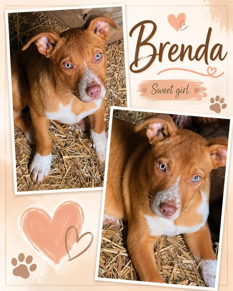 A baby medium-sized female Shepherd dog named Brenda for adoption in Zimmerman, MN