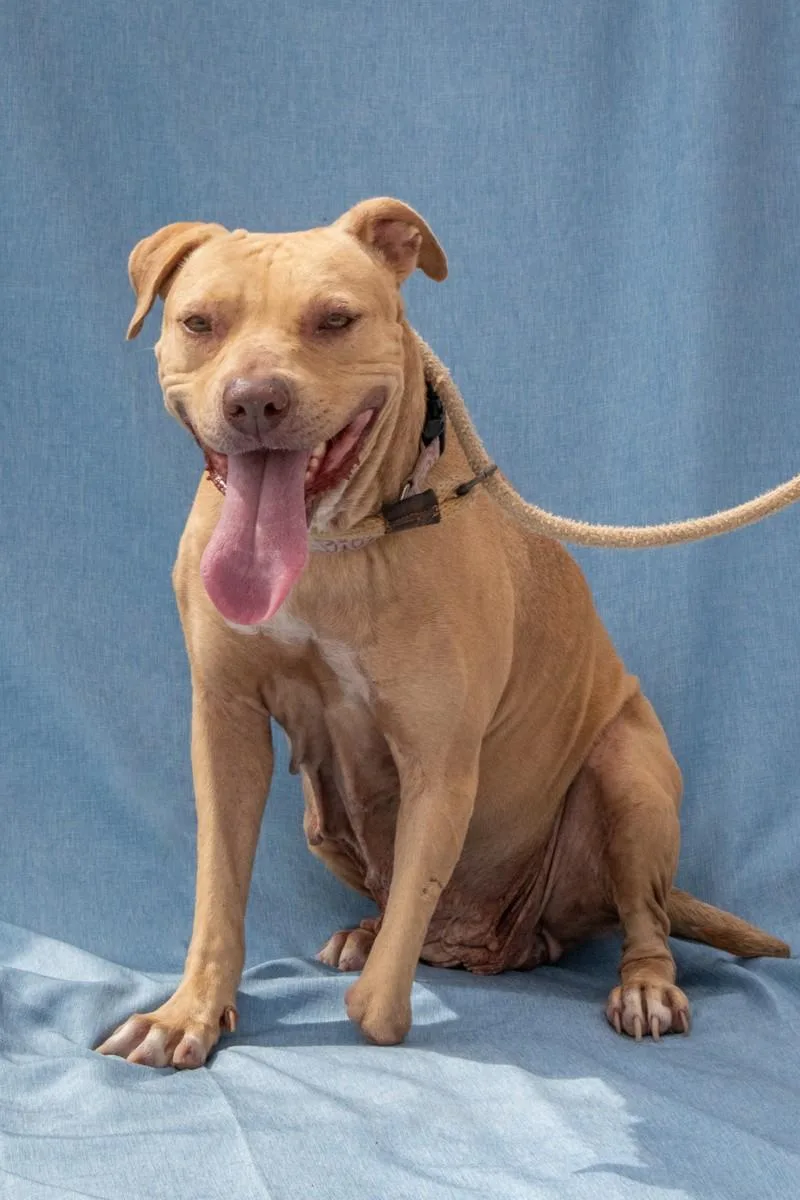 An adult medium-sized female Yellow / Tan / Blond / Fawn Pit Bull Terrier dog named Rain for adoption in La Grange, TX
