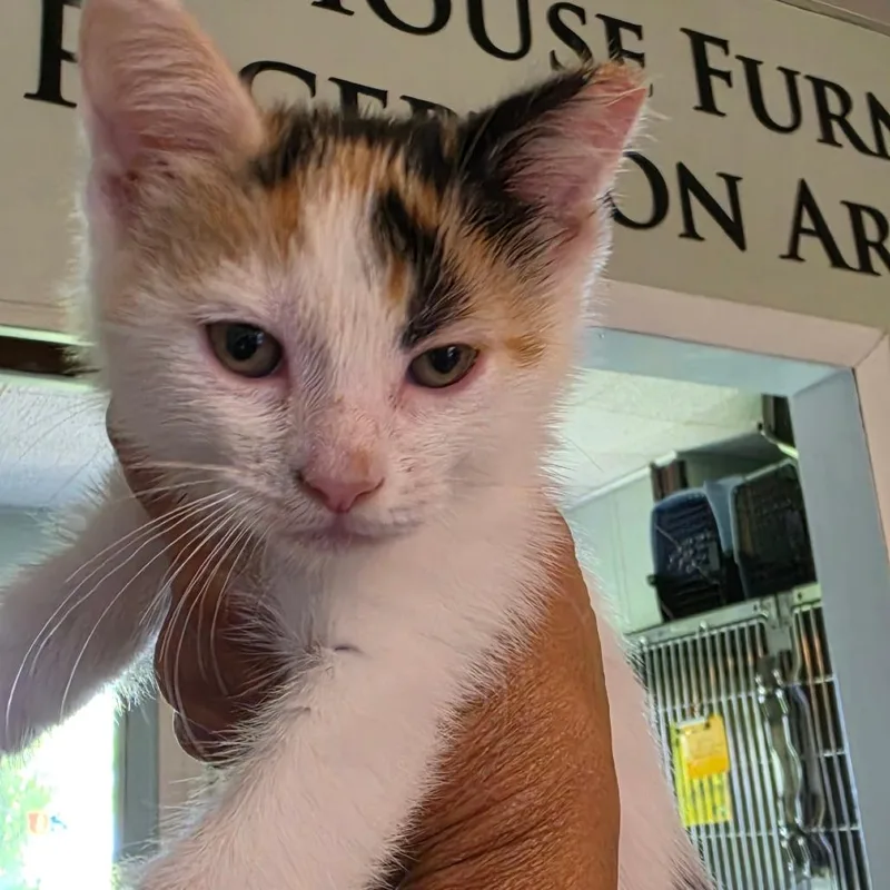A baby small-sized female White Domestic Short Hair cat named Hyacinth for adoption in Troy, IL