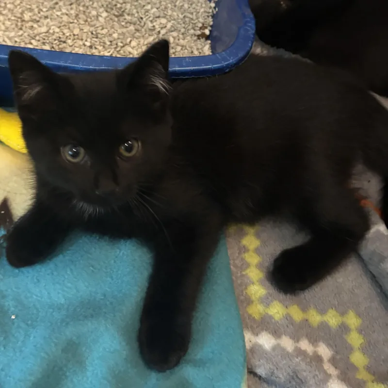 A baby medium-sized female Black & White / Tuxedo Domestic Short Hair cat named Sherry for adoption in Schnecksville, PA