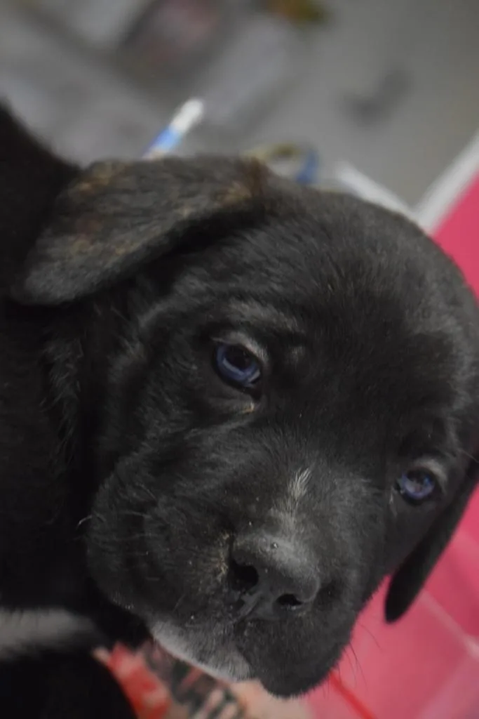 A baby large-sized female German Shepherd Dog dog named Mindy for adoption in Pahrump, NV