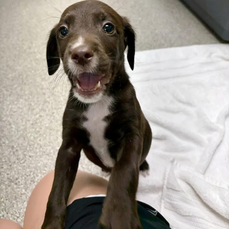 A baby medium-sized male English Springer Spaniel dog named Koko for adoption in Whitehall, PA