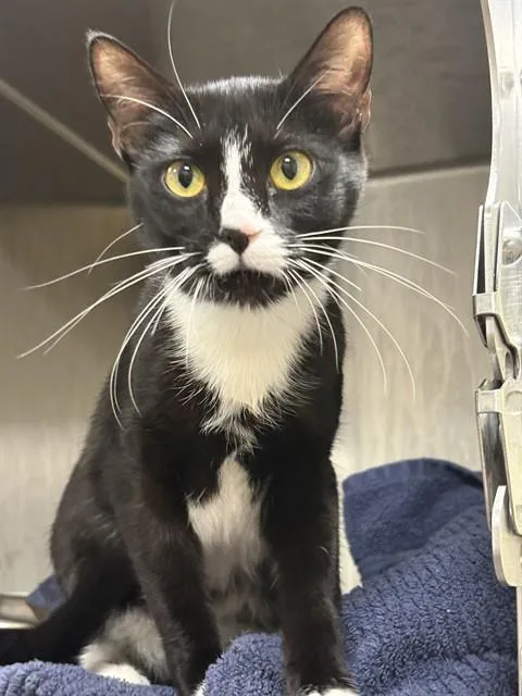A young small-sized female Domestic Short Hair cat named Quesadilla for adoption in Upper Marlboro, MD