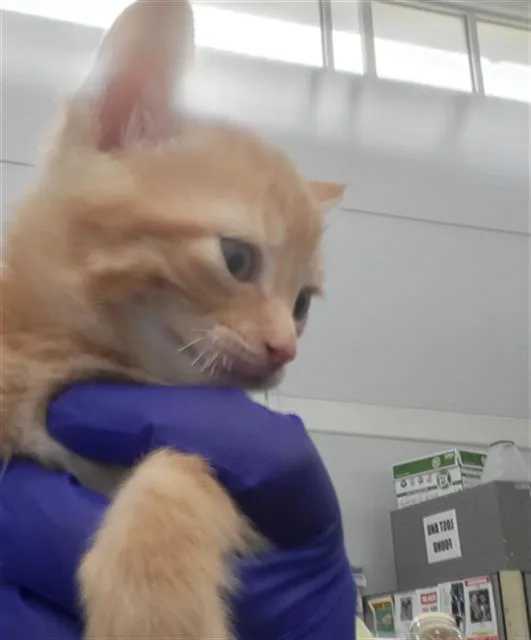 A young medium-sized female Domestic Medium Hair cat named Zeus for adoption in Dallas, TX