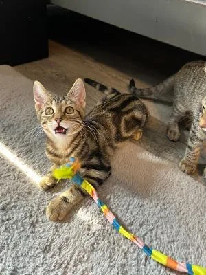 A baby medium-sized male Tabby (Buff / Tan / Fawn) Domestic Short Hair cat named Amber for adoption in Mokena, IL
