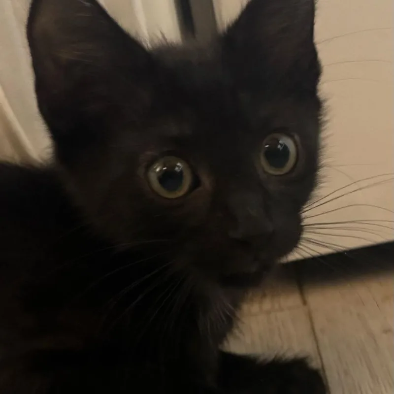A baby small-sized male Black Domestic Short Hair cat named Ed Edd n for adoption in Westminster, CA