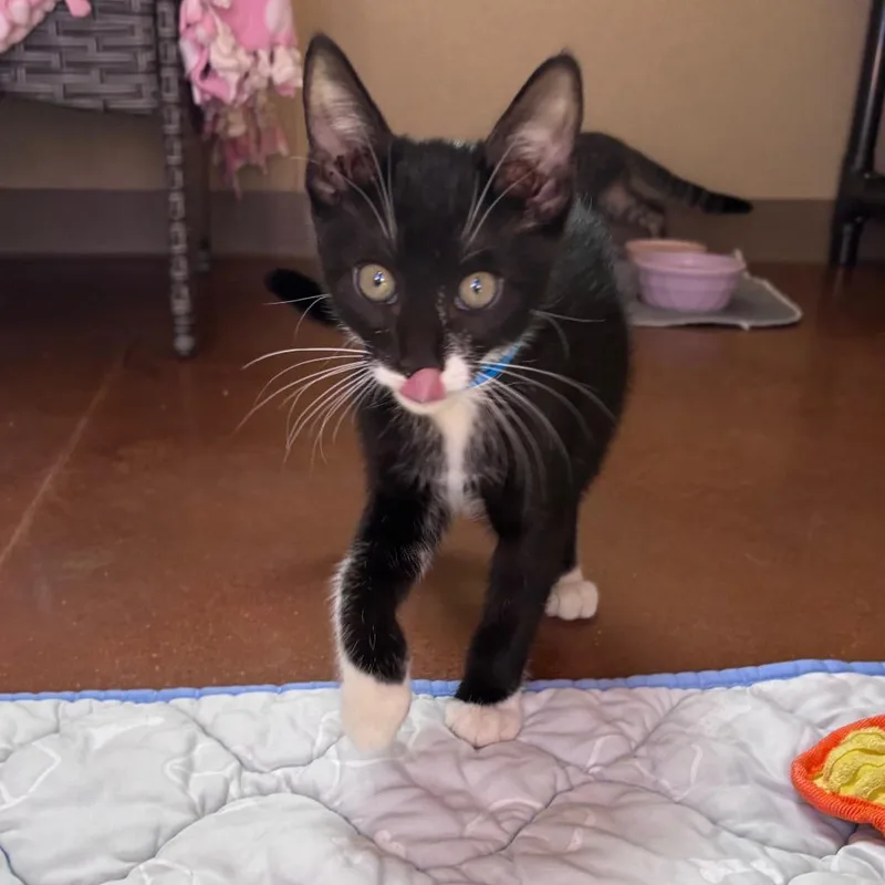 A baby small-sized male Black Domestic Short Hair cat named Russell Brussel for adoption in Santa Barbara, CA