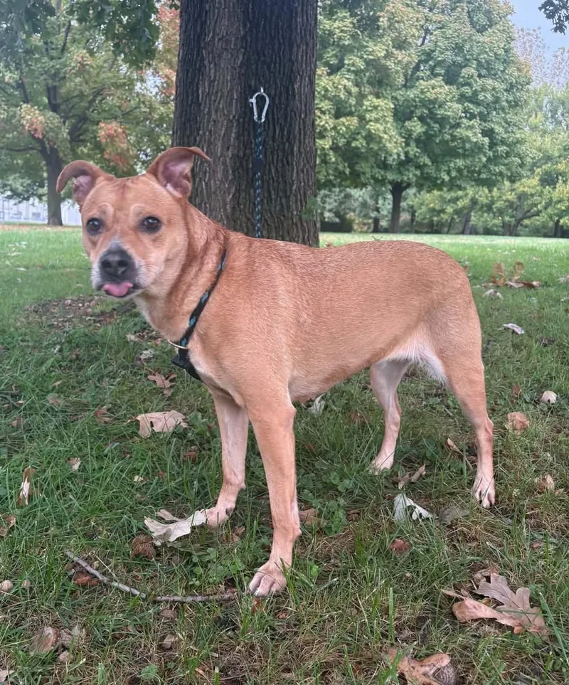 An adult medium-sized female Yellow / Tan / Blond / Fawn Golden Retriever dog named Hazel for adoption in Springfield, IL