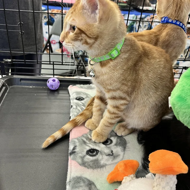 A baby medium-sized male Tabby (Orange / Red) Domestic Short Hair cat named Garrett M. for adoption in Sacramento, CA