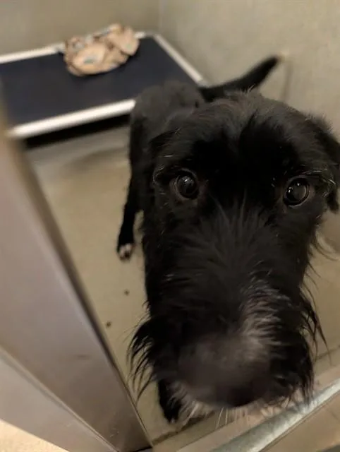 A young medium-sized male Irish Terrier dog named Maximus for adoption in Lees Summit, MO