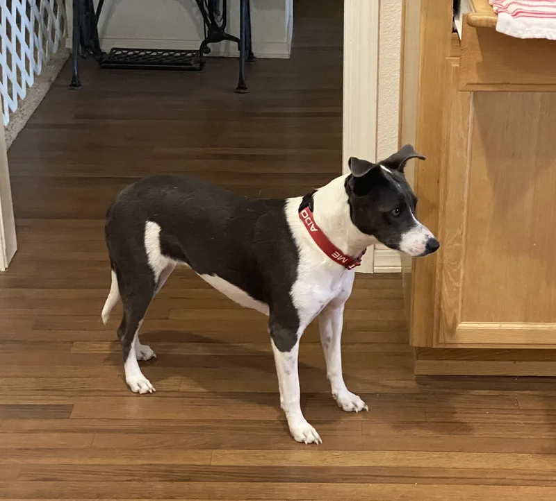 An adult medium-sized female Gray / Blue / Silver Mixed Breed dog named Maggie for adoption in Arroyo Grande, CA