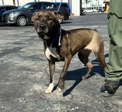 A young medium-sized female Pit Bull Terrier dog named Baby for adoption in Chatsworth, CA