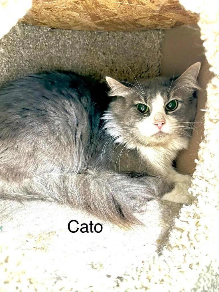 Cato