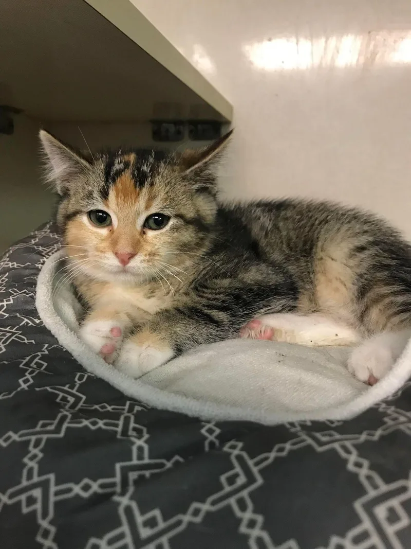 Miss Bossy thumbnail 2