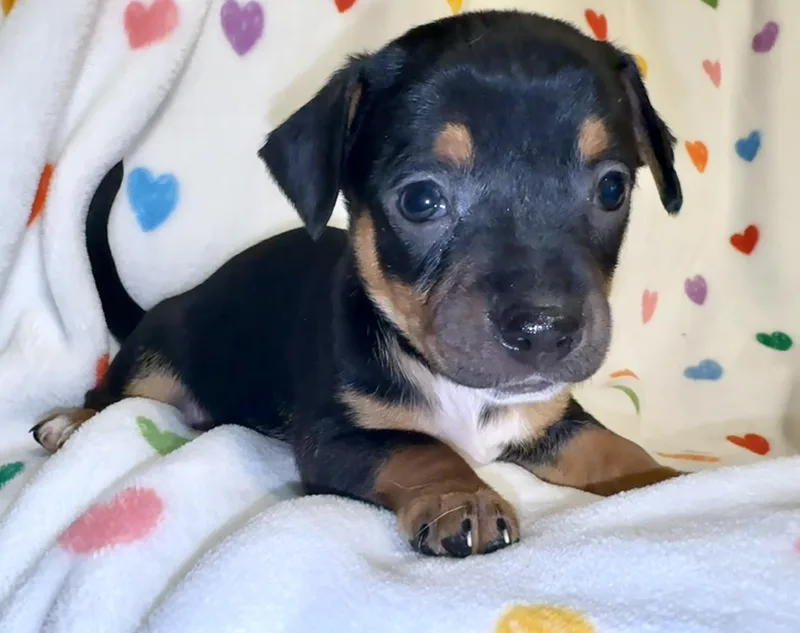 A baby small-sized male Dachshund dog named Rover for adoption in Maiden, NC