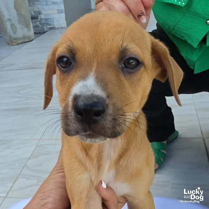 A baby medium-sized male Labrador Retriever dog named Asher for adoption in Washington, DC