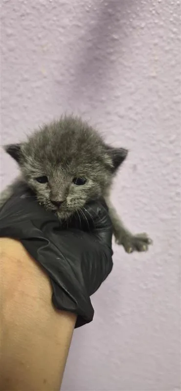 A baby small-sized female Gray / Blue / Silver Domestic Short Hair cat named 61806324 for adoption in El Paso, TX
