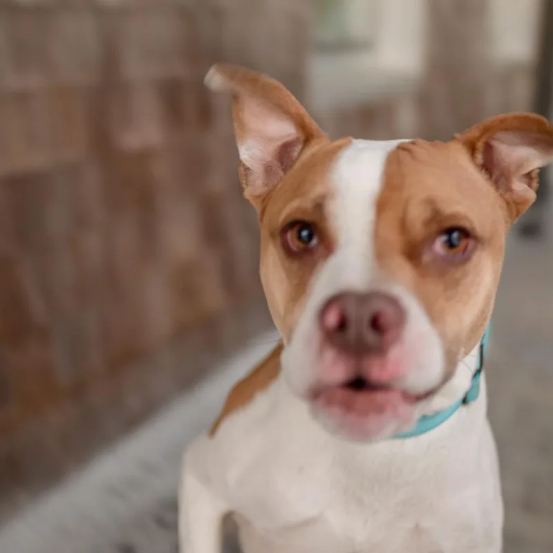 String Bean thumbnail 2