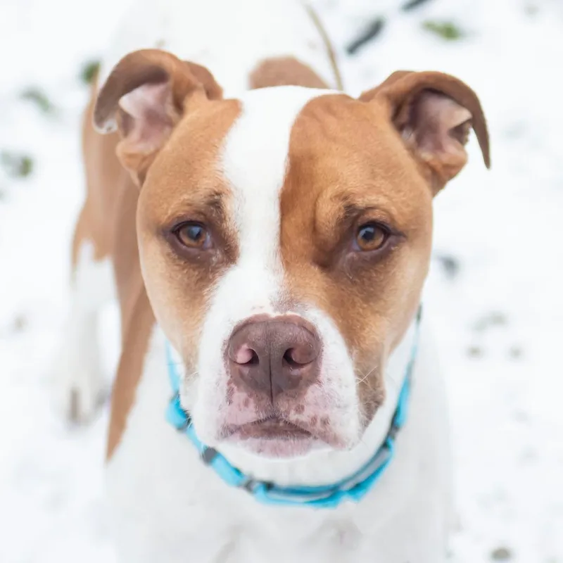 String Bean thumbnail 3