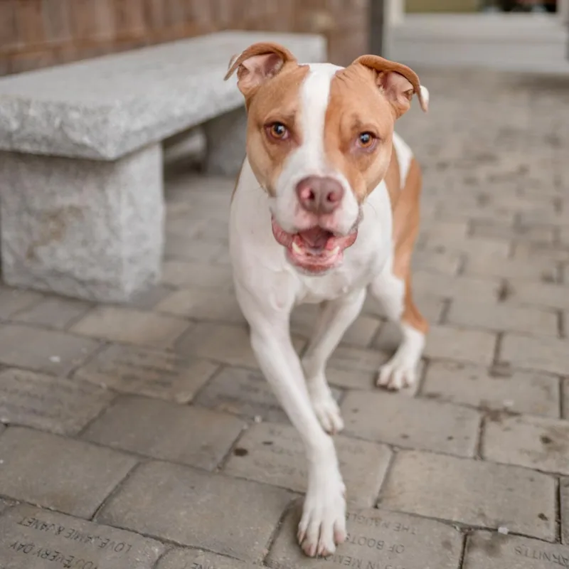 String Bean thumbnail 5