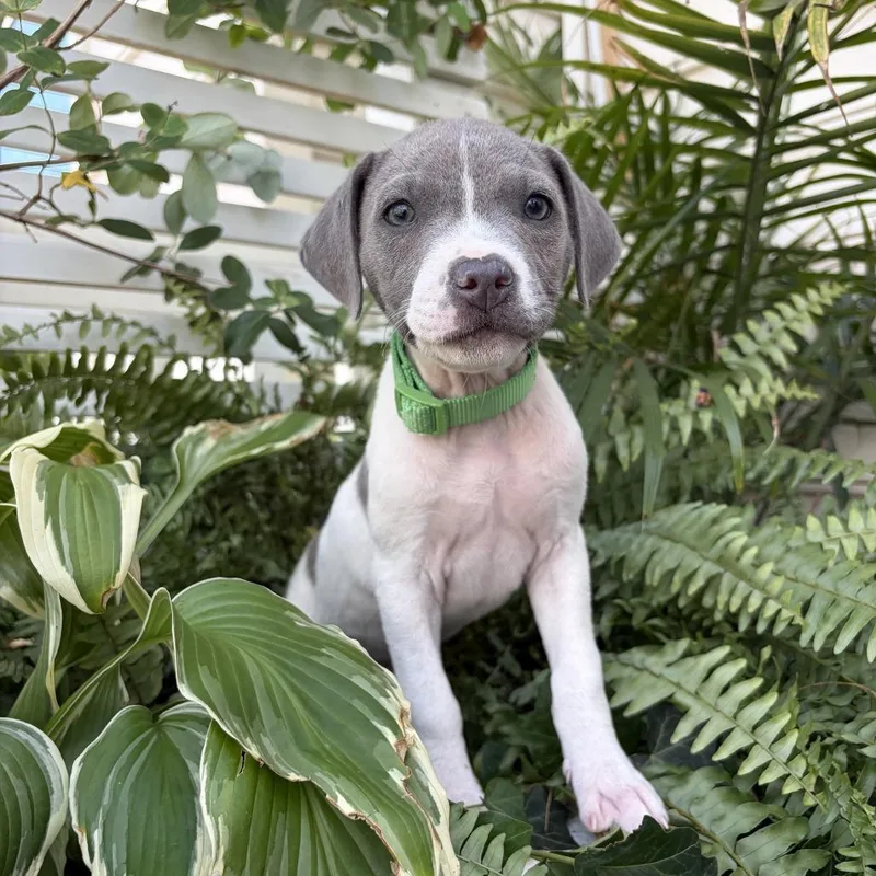 A baby small-sized female White / Cream Pit Bull Terrier dog named Tinky for adoption in Washington, DC